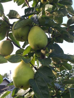 Quince - para la venta de pigweed fruity grande Precio: Hasta 20 kg precio 10zl / kg 20-50kg precio 9zl / kg Por encima de 50 kg precio 8zl / kg