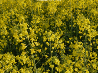 Directamente del productor: colza ucraniana, cosecha 2026. Korsoil Agro