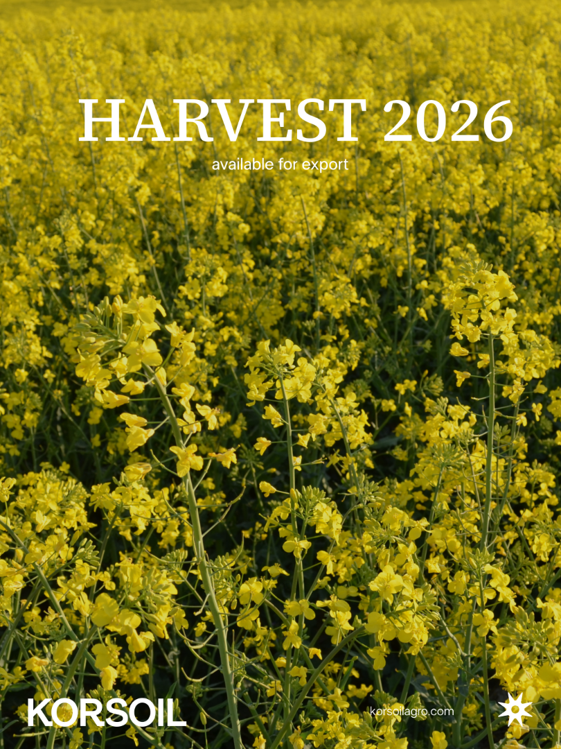 Directamente del productor: colza ucraniana, cosecha 2026