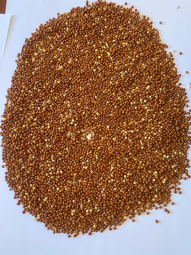 Mijo rojo, 98% de pureza, importado, libre de glifosato, probado, envasado en BB, precio con transporte incluido hasta el cliente