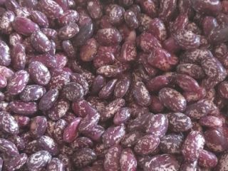 Buscamos compradores mayoristas de frijoles de Uzbekistán. Llevamos mucho