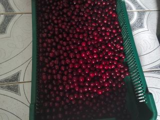 Vendo cerezas de la variedad Łutówka, cantidad 1000 kg,