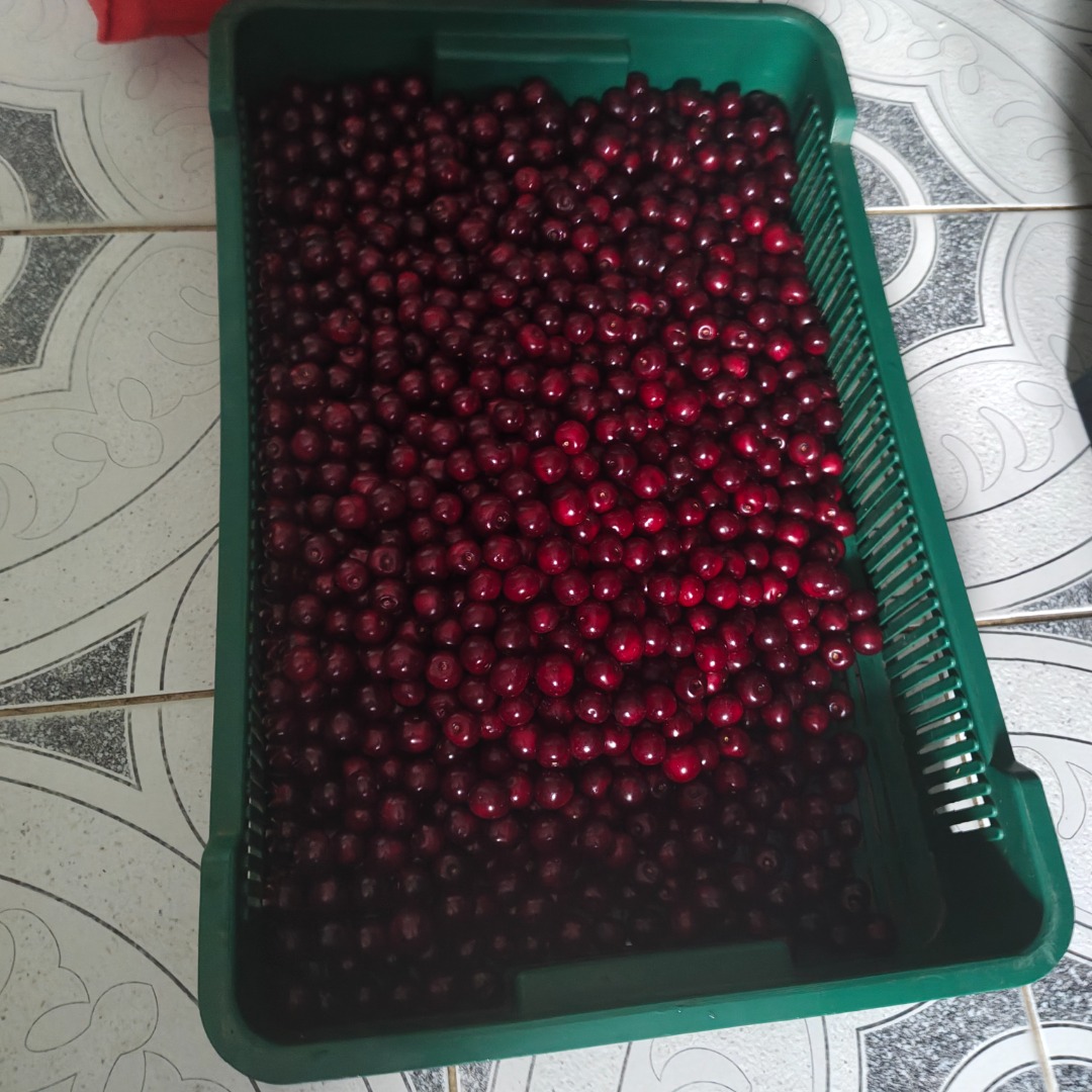 Vendo cerezas de la variedad Łutówka, cantidad 1000 kg, transporte propio