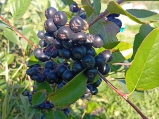 ARONIA EN VENTA 15 lei/kg