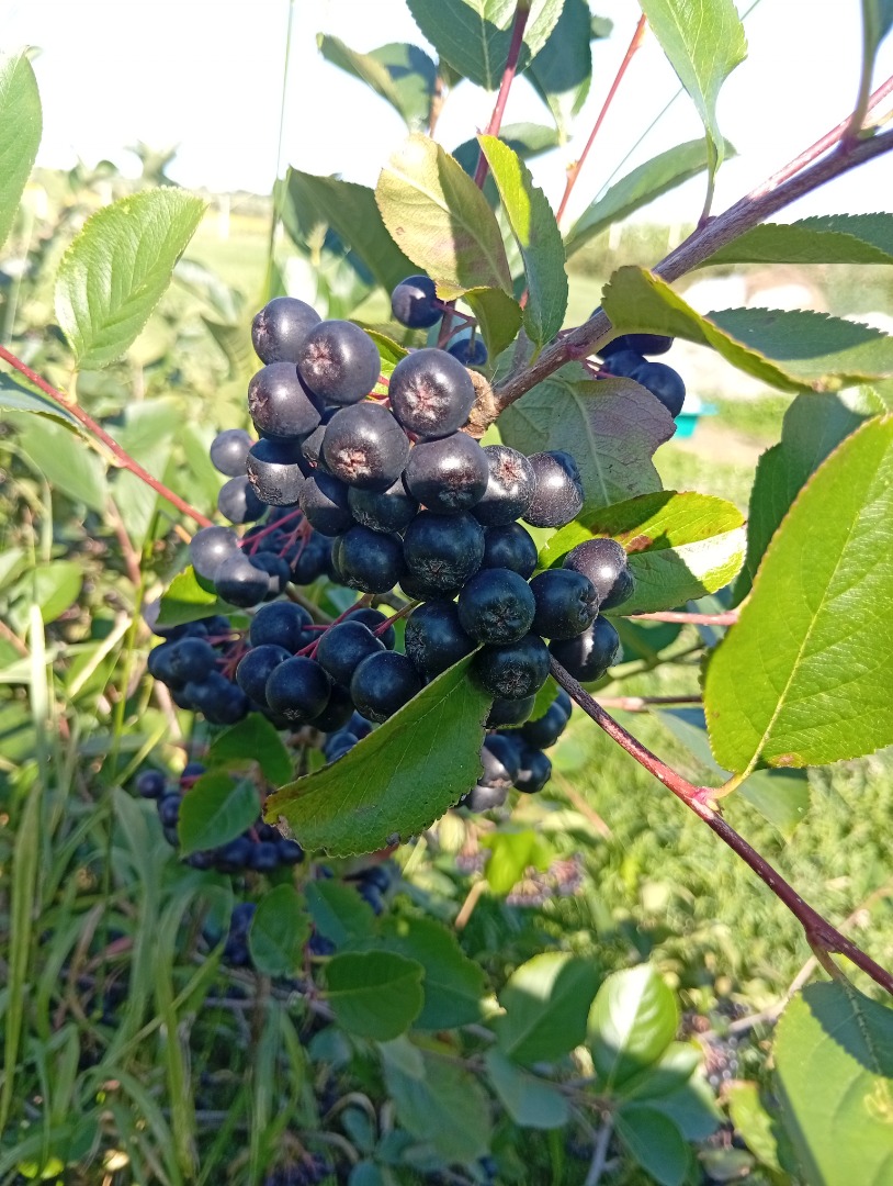 ARONIA EN VENTA 15 lei/kg