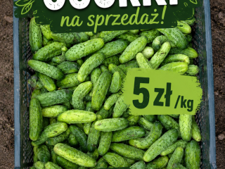 Venderé pepinos