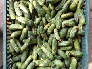 Vendo pepinos sobrantes de mi huerto. Tel. [número de