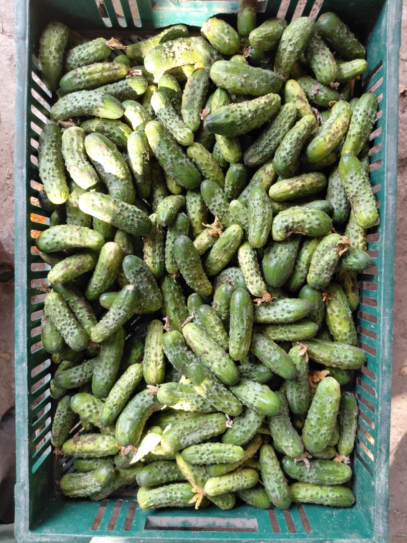 Vendo pepinos sobrantes de mi huerto