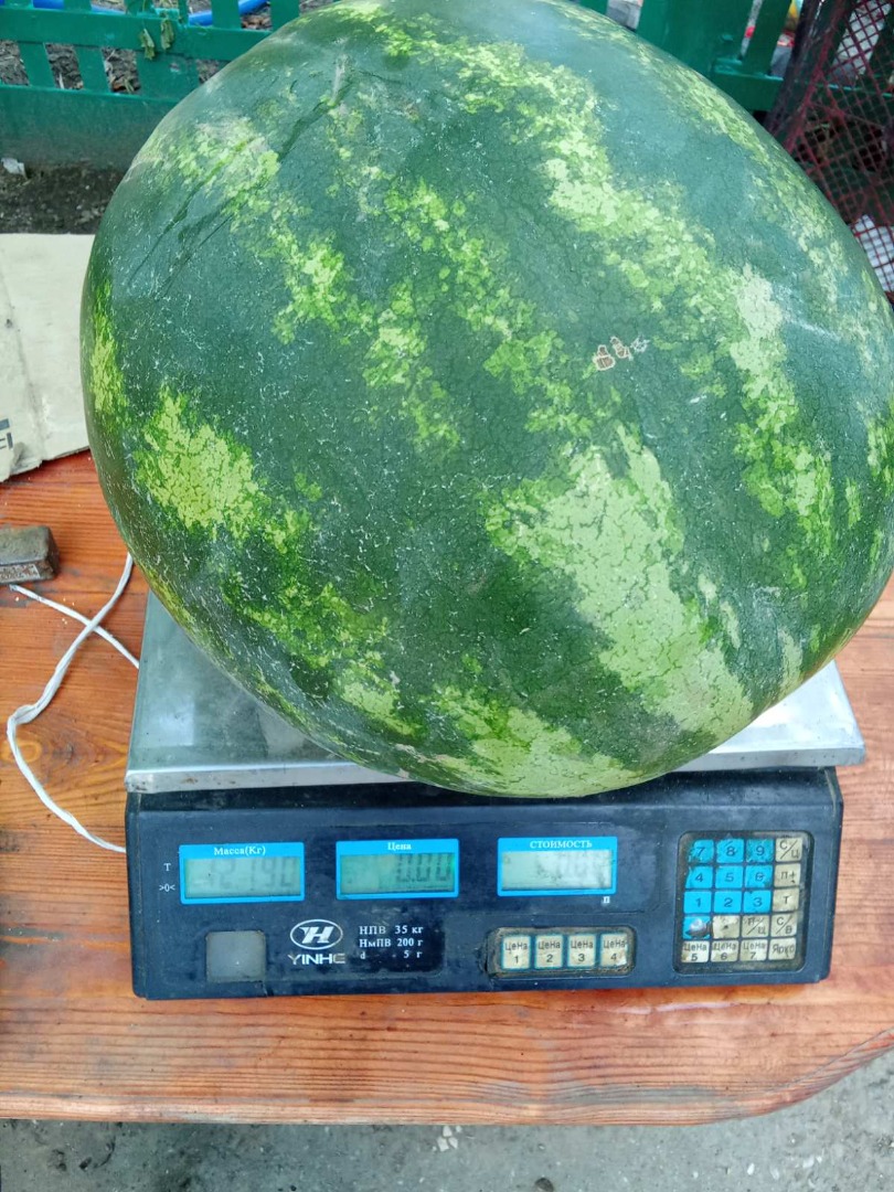 Vendo sandías de primera cosecha, de 3 a 14 kg, dulces, maduras y sabrosas, al por mayor