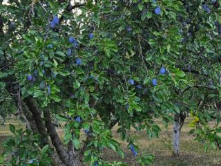 Stanley, Ciruelas Azules