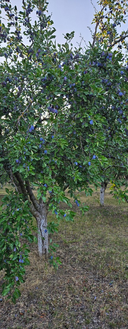Stanley, Ciruelas Azules