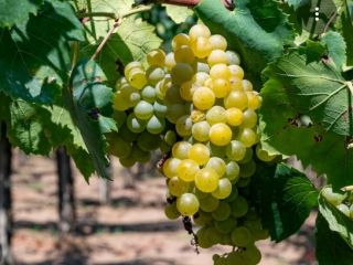 Uvas ecológicas certificadas a la venta, variedades Trebbiano, Malvasia