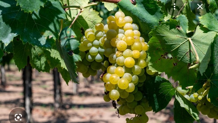 Uvas ecológicas certificadas a la venta, variedades Trebbiano, Malvasia y Bellone