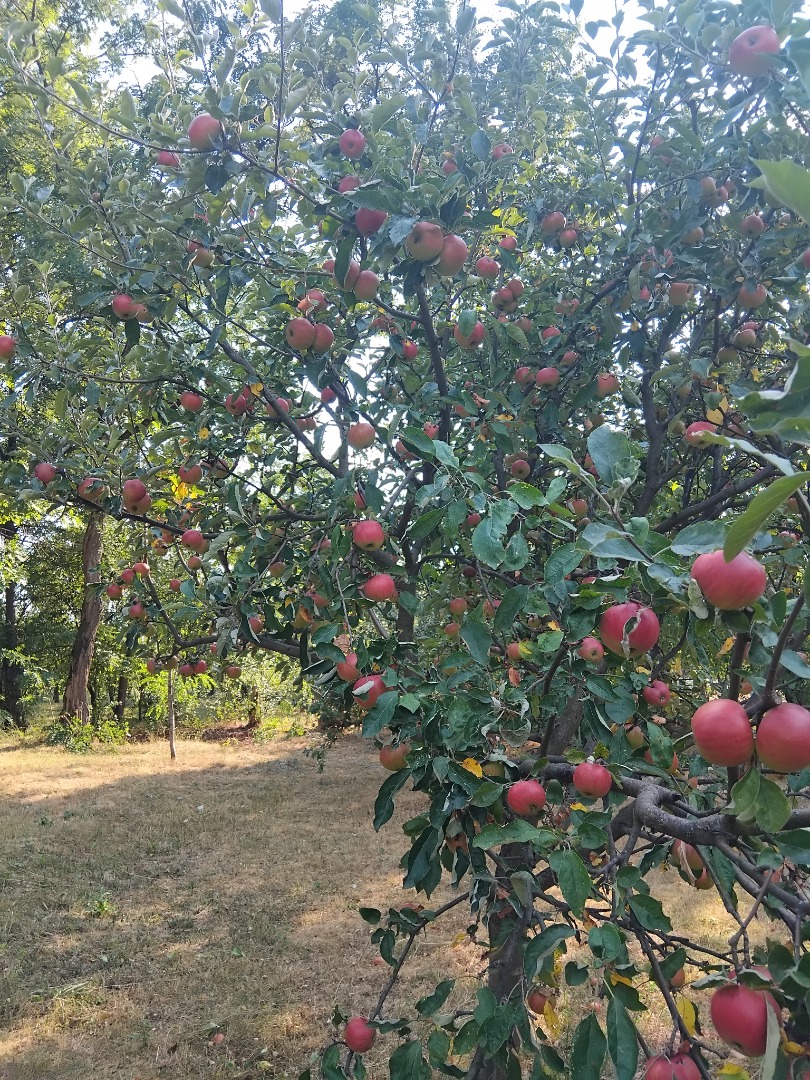 Vendo manzanas rumanas 100% orgánicas