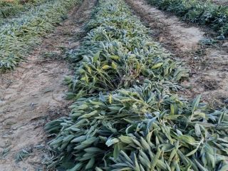 Vendo un montón de salvia, solo para recoger en