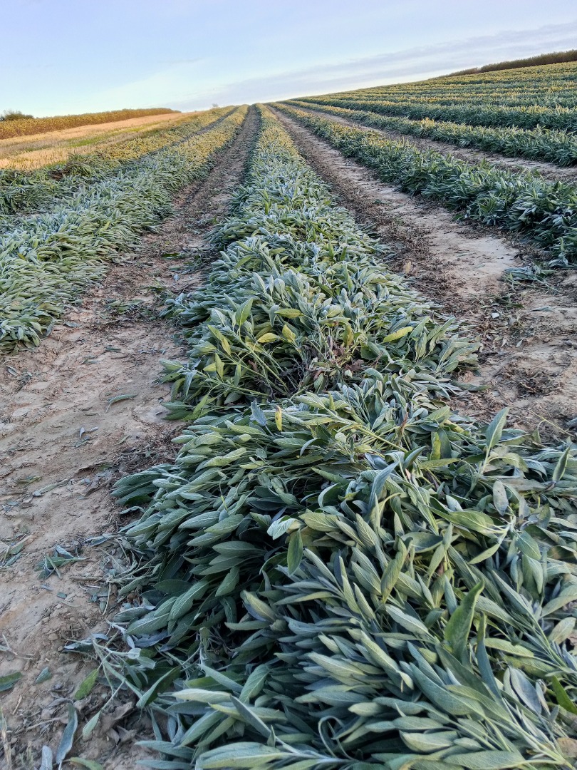 Vendo un montón de salvia, solo para recoger en persona