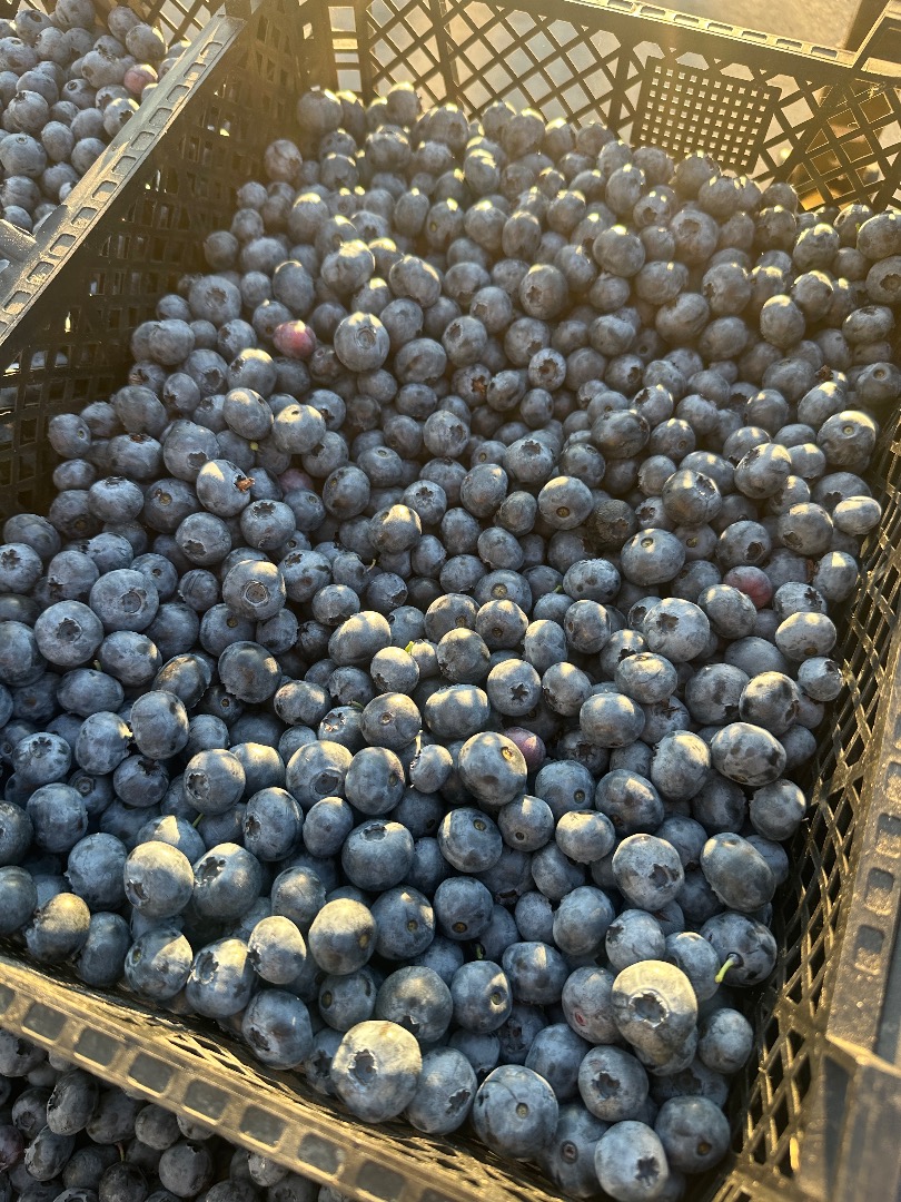 1,5 toneladas de arándanos, firmes, gruesos y dulces