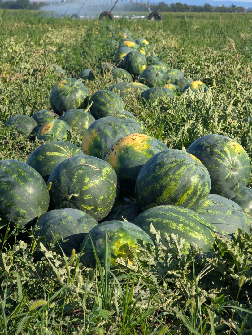 Productor local, miembro de la Cooperativa de Hortalizas de Probota, vende sandías de las variedades híbridas Lusitana F1 y Merens F1
