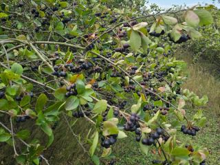12 toneladas de aronia, a 10 km de Pabianice,