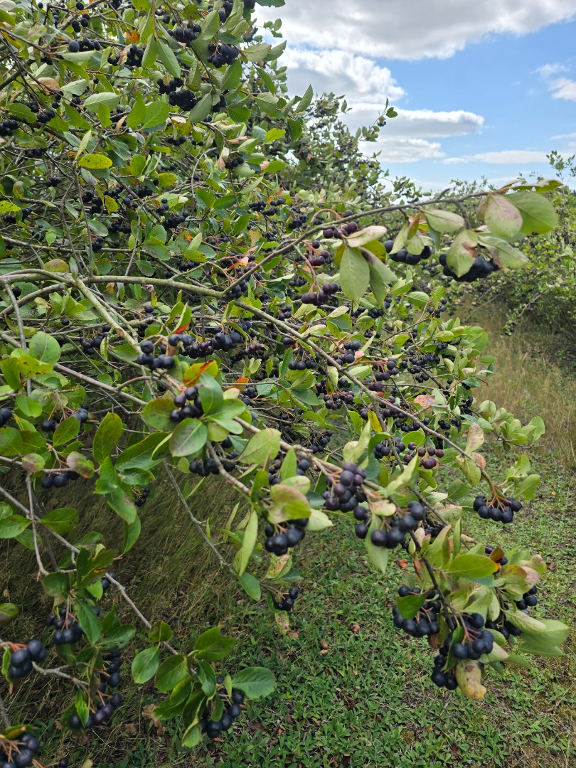 12 toneladas de aronia, a 10 km de Pabianice, Voivodato de Łódź