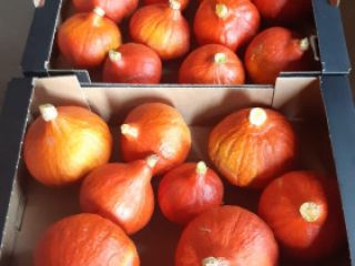 Vendo calabazas de Hokkaido, envasadas en cajas de 10