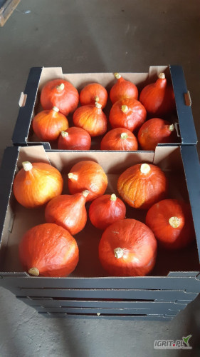Vendo calabazas de Hokkaido, envasadas en cajas de 10 kg, bolsas raschel o cajas de cartón (aprox