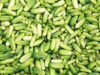 Estoy cultivando pepinos Atomic ligeros, perfectos para encurtir o