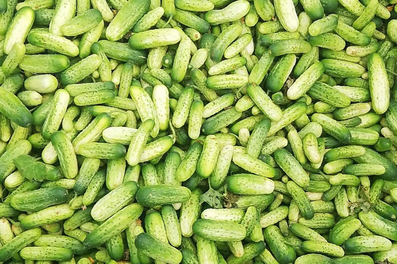 Estoy cultivando pepinos Atomic ligeros, perfectos para encurtir o conservar