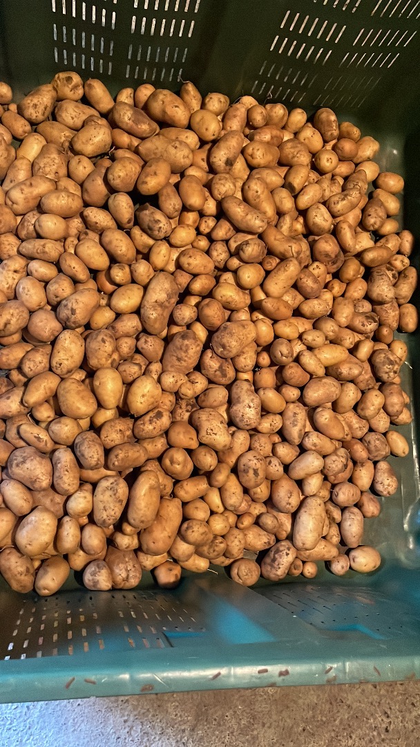 Patate kenebec e monalisa