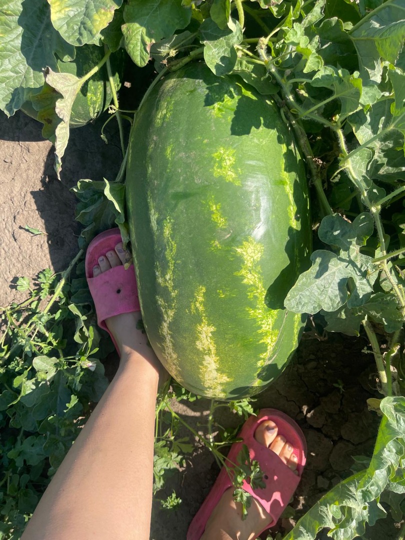 Vendo sandías rumanas, cultivadas de forma natural, extremadamente dulces y jugosas
