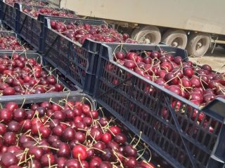 Se vende la cosecha de cerezas del próximo año
