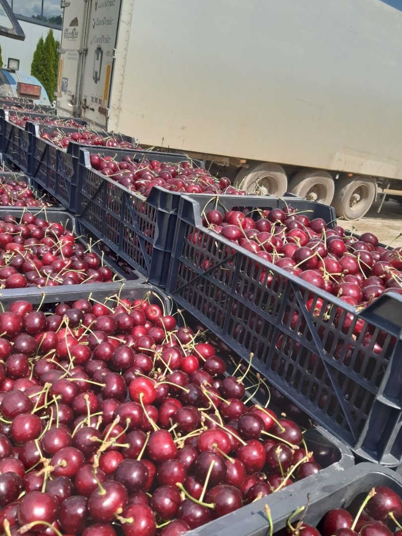 Se vende la cosecha de cerezas del próximo año (2027); se busca un comprador interesado en adquirir entre 40 y 50 toneladas de cerezas ecológicas de alta