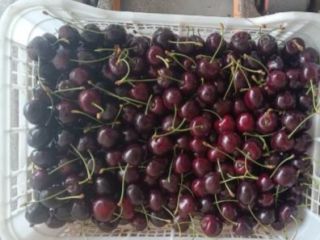 Venderé cerezas Regina, calibre 28+, refrigeradas, en bolsas Xtend