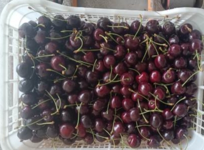 Venderé cerezas Regina, calibre 28+, refrigeradas, en bolsas Xtend o en una caja Casio