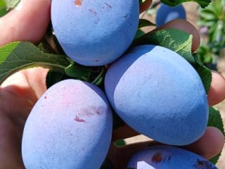 Skandia, productor agrícola certificado, cultiva y vende ciruelas pasas