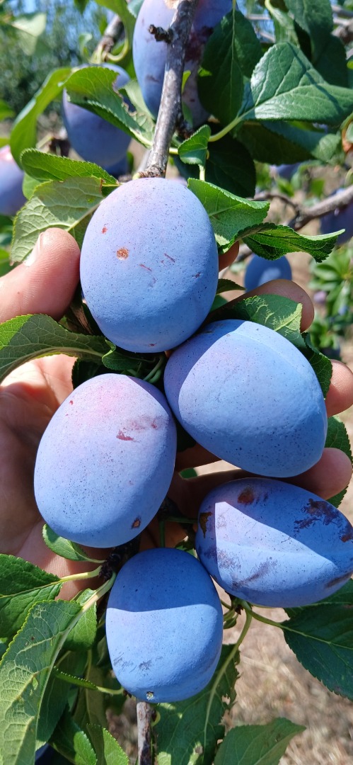 Skandia, productor agrícola certificado, cultiva y vende ciruelas pasas de la variedad "Chachanska lepotica", de calidad superior y con un peso aproximado de