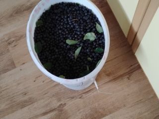 Hola, tengo arándanos negros a la venta, ya sea
