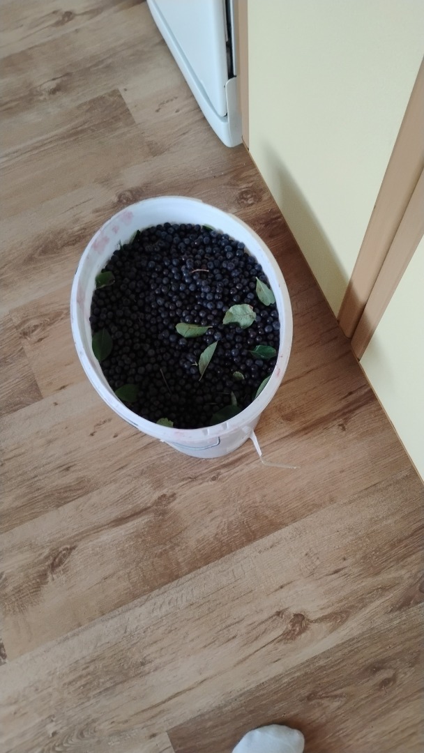 Hola, tengo arándanos negros a la venta, ya sea para que los recojas tú mismo o ya recolectados