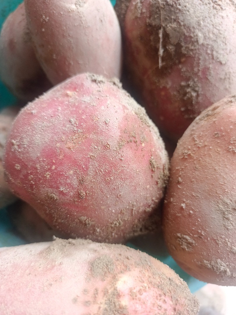 Venderé papas Bella Rosa y Redsonia por un total de 40 toneladas
