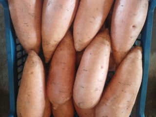 Batatas frescas de la más alta calidad (variedades Beauregard