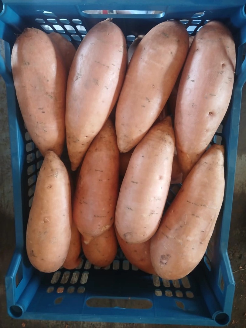 Batatas frescas de la más alta calidad (variedades Beauregard y Benevue) • Clase I (venta al por menor) / Clase II (procesamiento) • Tamaños: M, L1, 1,2, XL •