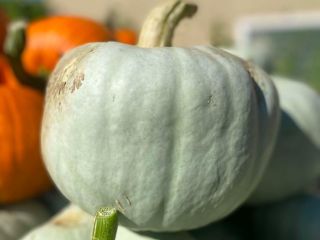 Hola, vendo calabazas Nelson (2 toneladas), Blanco (unas 500