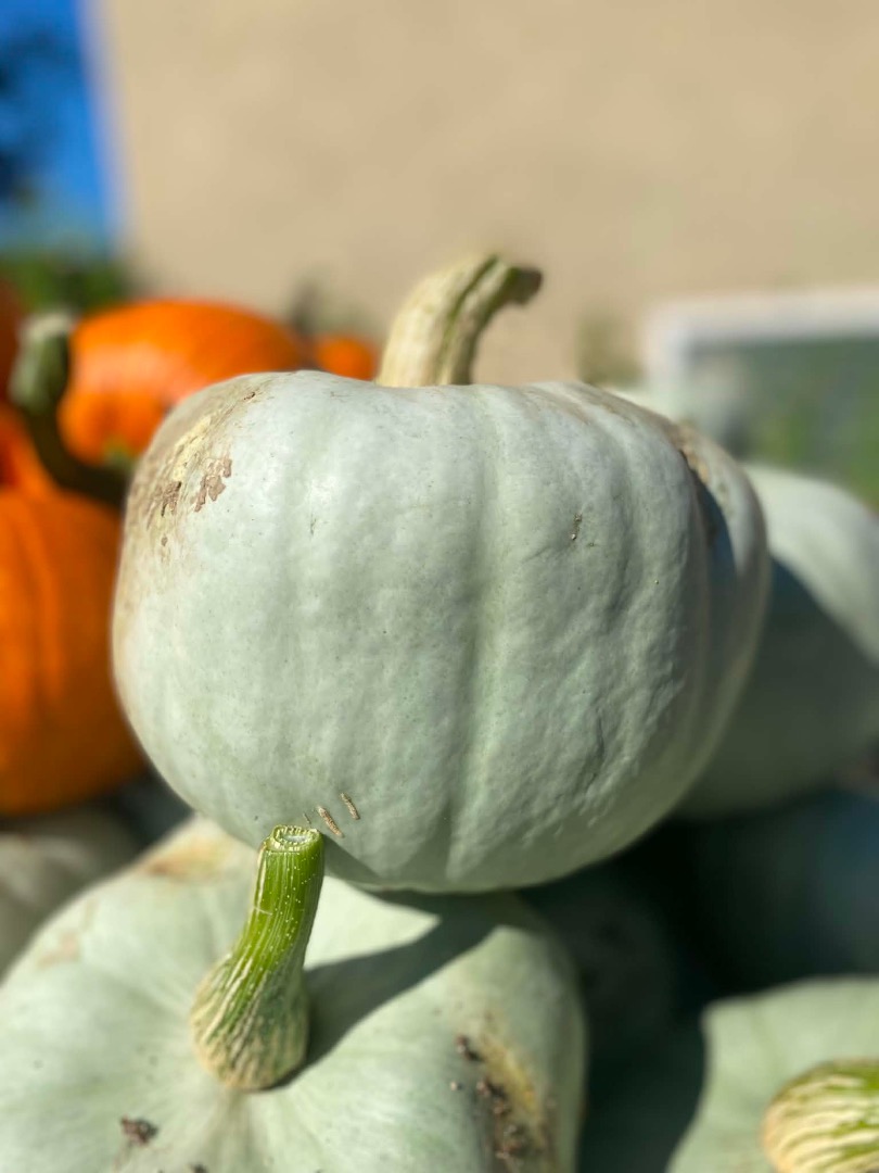 Hola, vendo calabazas Nelson (2 toneladas), Blanco (unas 500 unidades) y Baby Boo (unas 10.000 unidades)