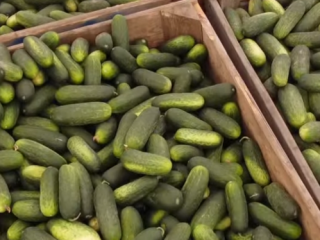 Pepinos cultivados en casa, seleccionados.