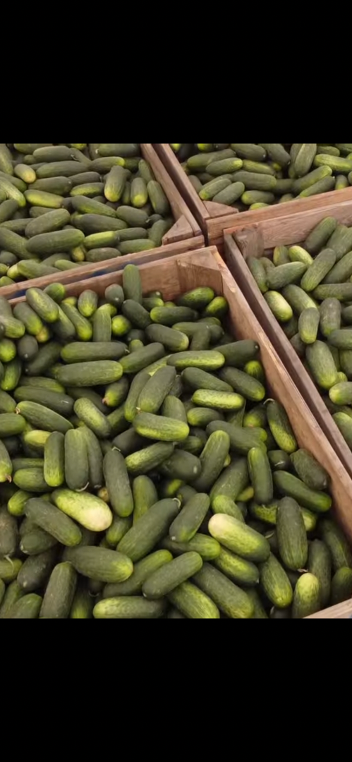 Pepinos cultivados en casa, seleccionados