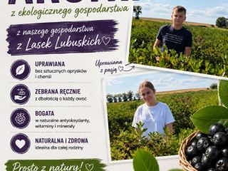Las bayas de aronia están disponibles para su recolección