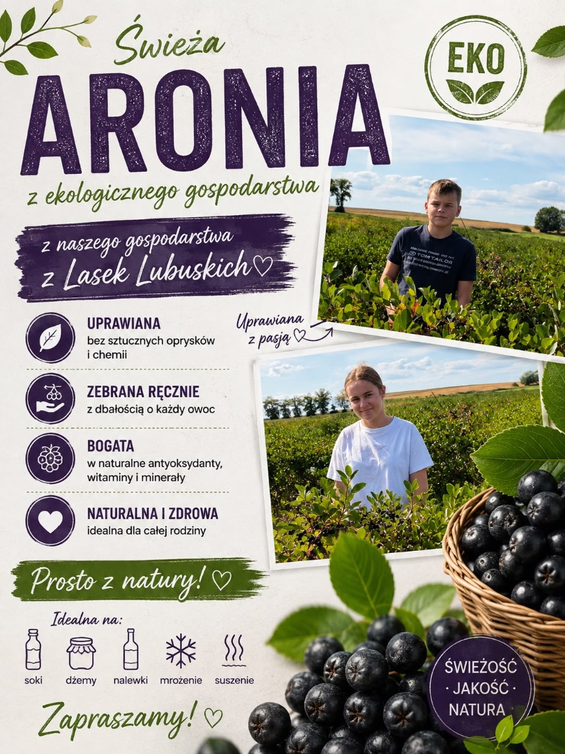 Las bayas de aronia están disponibles para su recolección inmediatamente después de la cosecha, que asciende a aproximadamente 20 toneladas en la plantación