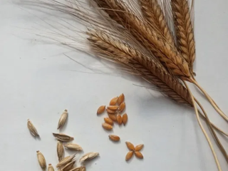 Ofrezco trigo einkorn de mi propia cosecha de este