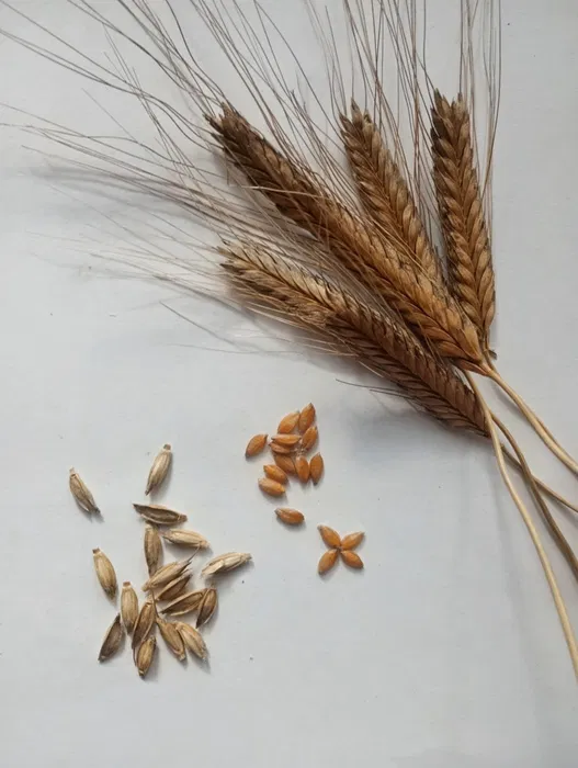 Ofrezco trigo einkorn de mi propia cosecha de este año