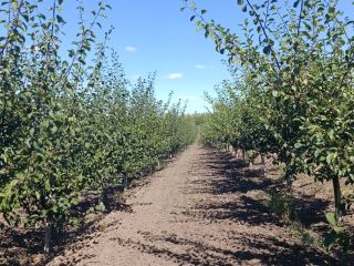 Vendemos ciruelas Stenlei frescas y secas, originarias de la